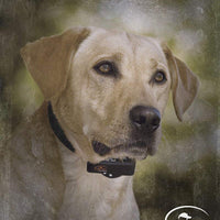 SportDOG Brand NoBark 6, collar para controlar los ladridos impermeable con 6 niveles de descargas, no requiere programación - BESTMASCOTA.COM