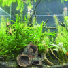 Tfwadmx - Acuario para acuario, decoración de peces Betta, adorno de agua dulce, resina pequeña para decoración de acuario, 20 galones de madera con agujeros y cuevas ocultas de acuario - BESTMASCOTA.COM