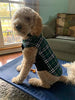 MIGOHI Dog Jackets for Winter Windproof Waterproof Reversible Dog Coat for Cold Weather British Style Plaid Warm Dog Vest for Small Medium Large Dogs - BESTMASCOTA.COM