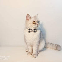 Collar de gato con lazo y campana para gato, ajustable, para mascotas y gatos. - BESTMASCOTA.COM