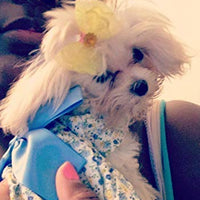 Petroom - Vestido de perro para cachorro, diseño de princesa floral para perros pequeños, gatos para verano - BESTMASCOTA.COM