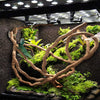 PIVBY hamaca de dragón barbudo, con hojas flexibles de reptil, con ventosas, decoración de hábitat para escalada, camaleón, lagartos, gecko, serpientes - BESTMASCOTA.COM