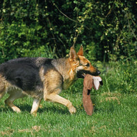 Legend - Juego de juguetes de peluche para perro, paquete de 5 juguetes de ardilla, juguetes para masticar sin rellenar con bolsa de almacenamiento - BESTMASCOTA.COM