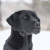 SportDOG Marca NoBark Recargable Collar de Control de Corteza - BESTMASCOTA.COM