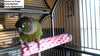 Polly de Tooty Fruity Polen Bird Perch, Mediana - BESTMASCOTA.COM