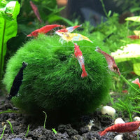 Aquatic Arts 3 bolas para pez beta, plantas marinas vivas de acuario para peceras, accesorios naturales juguete para peces beta - BESTMASCOTA.COM