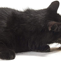 kittikrack: orgánico plata Vine Catnip para gatos y gatitos por individual Critters | 100%, Natural silvervine en polvo (15 gramos) | Wild cosechado con sin aditivos o conservantes - BESTMASCOTA.COM