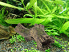 Higger - Adorno para acuario pequeño (polirresina, madera) - BESTMASCOTA.COM