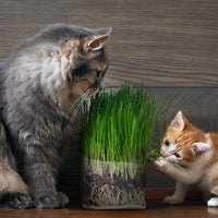 Kit de bolsa de cultivo de hierba de gato compuesta, 3 unidades, todo orgánico, solo tienes que añadir agua. Fabricado en los Estados Unidos. - BESTMASCOTA.COM