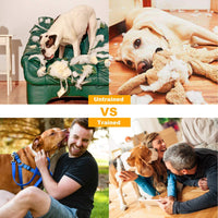 TeqHome Shock Collar for Dogs, 2020 Newest Dog Training Collar, Rechargeable Dog Shock Collar with Remote 2600Ft, 3 Modes Beep Vibration and Shock Waterproof Bark Collar for Small Medium Large Dogs - BESTMASCOTA.COM