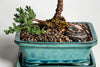 Mini grava de granito de 0.2 in, bolsa de 5.0 lbs – grava decorativa granítica natural para acuarios, jardinería, rellenos de jarrones, plantas, jardines de hadas, bonsái. - BESTMASCOTA.COM