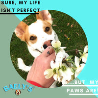 Cera para protección de bálsamo de patas de perro, el protector original fabricado en Estados Unidos, tamaño grande de 4 onzas, alivio para patas crudas o ásperas, protector de patas para almizcle, alivio secreto totalmente natural para patas calientes y - BESTMASCOTA.COM