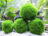 Aquatic Arts 3 bolas para pez beta, plantas marinas vivas de acuario para peceras, accesorios naturales juguete para peces beta - BESTMASCOTA.COM