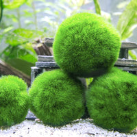 Aquatic Arts 3 bolas para pez beta, plantas marinas vivas de acuario para peceras, accesorios naturales juguete para peces beta - BESTMASCOTA.COM