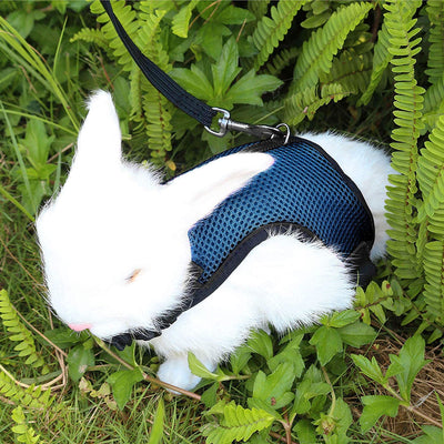 Pettom - Arnés de conejo con correa elástica con hebilla ajustable y transpirable para gatitos pequeños y mascotas - BESTMASCOTA.COM