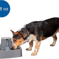 PetSafe Drinkwell Fuente de agua para gatos y perros – Platino, 1/2 o 1 galón para mascotas – 64 oz, 128 oz o 168 oz - BESTMASCOTA.COM