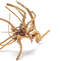Artes Acuático 1 pieza pequeña de madera Aka Azalea Acuario Natural Driftwood de araña, 6 – 9" - BESTMASCOTA.COM