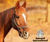 Intrepid International Hock Shield Protector - BESTMASCOTA.COM