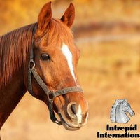 Intrepid International Hock Shield Protector - BESTMASCOTA.COM