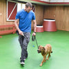 Petmate Brandon Mcmillan - Palo de señuelo - BESTMASCOTA.COM