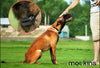 Mockins - Collar para perros con vibración de pitido y control remoto electrónico 100% resistente a la lluvia – Collar de distancia de 990 pies para perros ... - BESTMASCOTA.COM