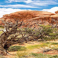 Carolina – Jaulas personalizadas para fondo de hábitat, arco doble con árbol, para terrario 36Lx24Wx18H, 3 lados Wraparound - BESTMASCOTA.COM
