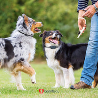 GoodBoy - Collar remoto de tamaño pequeño para perros con vibración de pitido y modos de choque para entrenamiento de comportamiento de mascotas, resistente al agua y rango de 1000 pies, apto para perros pequeños, medianos o grandes de más de 8 libras (2 - BESTMASCOTA.COM
