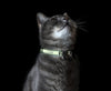 Rogz Catz GLOWCAT Pequeño 1/8" Breakaway reflectante Glow-in-the-Dark diseño de collar, Jumping gato negro de gato - BESTMASCOTA.COM