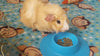 staybowl tip-proof ergonómico Pet Bowl para Conejillo de Indias y otros pequeños mascotas; 1/4-Cup Tamaño; Cielo Azul - BESTMASCOTA.COM