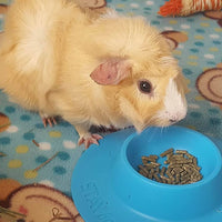 staybowl tip-proof ergonómico Pet Bowl para Conejillo de Indias y otros pequeños mascotas; 1/4-Cup Tamaño; Cielo Azul - BESTMASCOTA.COM