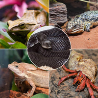 reptizoo – Paquete de 2 de infrarrojos del 75 W Spot Lámpara, foco de infrarrojos para reptiles y anfibios uso - BESTMASCOTA.COM