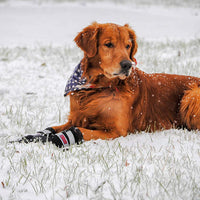 Botas protectoras para patas de perro en neopreno, para todos los climas, con correas retráctiles en 5 tamaños. - BESTMASCOTA.COM