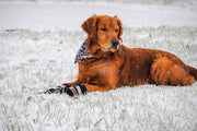 Botas protectoras para patas de perro en neopreno, para todos los climas, con correas retráctiles en 5 tamaños. - BESTMASCOTA.COM