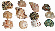 Florida investigación Marina sfm34331 12-Pack Cangrejo Ermitaño de Shell, Medium - BESTMASCOTA.COM