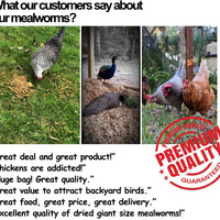 Amzey Dried Mealworms 11 LBS - 100% Natural for Chicken Feed, Bird Food, Fish Food, Turtle Food, Duck Food, Reptile Food, Non-GMO, No Preservatives, High Protein and Nutrition - BESTMASCOTA.COM