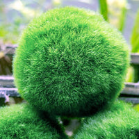 Aquatic Arts 3 bolas para pez beta, plantas marinas vivas de acuario para peceras, accesorios naturales juguete para peces beta - BESTMASCOTA.COM