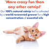 synergylabs Xtreme Catnip - BESTMASCOTA.COM