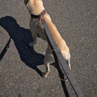 KUYOUGOU - Collar y correa para perro (6.6 ft), diseño elegante con juego de oro rosa, 3 longitudes ajustables, para perros pequeños a grandes - BESTMASCOTA.COM