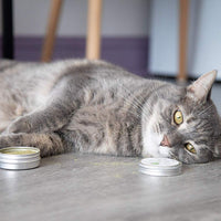 Meowy Janes Catnip Keef- 0.49 oz de polvo concentrado de hierba de tierra fina - polvo de hierba - BESTMASCOTA.COM