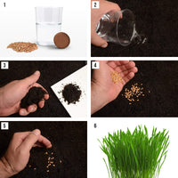 Semillas de césped para gato 100% orgánicas (Sin OMG) - BESTMASCOTA.COM