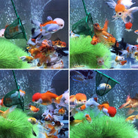 Awpeye - Red de pesca para acuario, 4 unidades, nailon de malla de cierre rápido con mango de plástico, color verde - BESTMASCOTA.COM