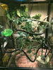 Jungle Vines decoración para, lagartos, ranas, serpientes y más de reptiles, asepsia y diseño ajustable, 6.56 pies Longitud Completa - BESTMASCOTA.COM