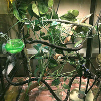 Jungle Vines decoración para, lagartos, ranas, serpientes y más de reptiles, asepsia y diseño ajustable, 6.56 pies Longitud Completa - BESTMASCOTA.COM