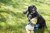 HuggleHounds - Juguete de peluche chirriante para perros con nudos para masticadores agresivos - BESTMASCOTA.COM