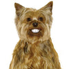 Pedigree Dentastix Mini - BESTMASCOTA.COM