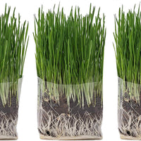 Kit de bolsa de cultivo de hierba de gato compuesta, 3 unidades, todo orgánico, solo tienes que añadir agua. Fabricado en los Estados Unidos. - BESTMASCOTA.COM