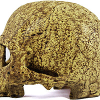 Cueva de calavera humana de Pangea - BESTMASCOTA.COM