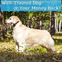 PetSpy P620 Collar de entrenamiento para perros con vibración, choque eléctrico, pitido; recargable e impermeable, collar electrónico de entrenamiento remoto, 10 – 140 libras - BESTMASCOTA.COM