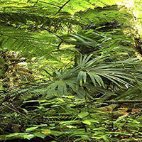 Habitat Reptil Antecedentes; Rain Forest, para 36 x 18 x 18 terrario, 3-sided Wraparound - BESTMASCOTA.COM