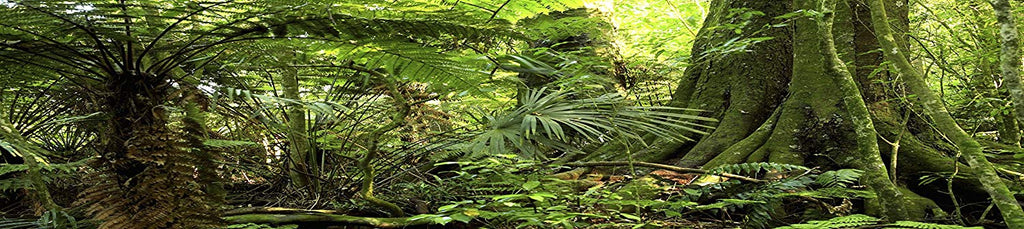 Habitat Reptil Antecedentes; Rain Forest, para 36 x 18 x 18 terrario, 3-sided Wraparound - BESTMASCOTA.COM